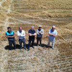 Buğdaylar biçildi, şimdi un olup ihtiyaç sahiplerine dağıtılacak