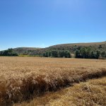 Buğdaylar biçildi, şimdi un olup ihtiyaç sahiplerine dağıtılacak