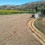 Buğdaylar biçildi, şimdi un olup ihtiyaç sahiplerine dağıtılacak
