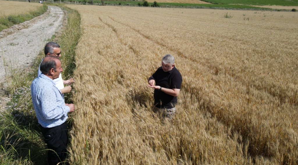 80 dönümlük tarlaya ekilen buğdaylar hasat için gün sayıyor 