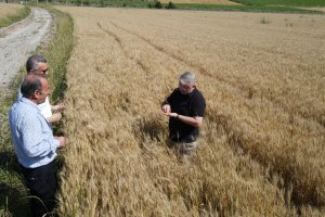 80 dönümlük tarlaya ekilen buğdaylar hasat için gün sayıyor 