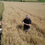 80 dönümlük tarlaya ekilen buğdaylar hasat için gün sayıyor 