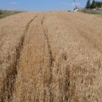 80 dönümlük tarlaya ekilen buğdaylar hasat için gün sayıyor 