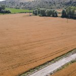 80 dönümlük tarlaya ekilen buğdaylar hasat için gün sayıyor 