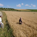 80 dönümlük tarlaya ekilen buğdaylar hasat için gün sayıyor 
