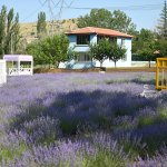 Haftasonu Lavanta Bahçesi’ne 