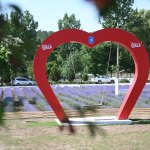 Haftasonu Lavanta Bahçesi’ne 