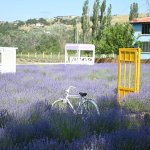 Haftasonu Lavanta Bahçesi’ne 