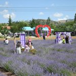 Haftasonu Lavanta Bahçesi’ne 