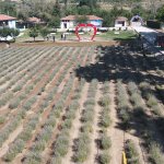 Lavanta bahçesinde ilk hasat