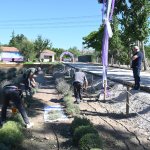 Lavanta bahçesinde ilk hasat