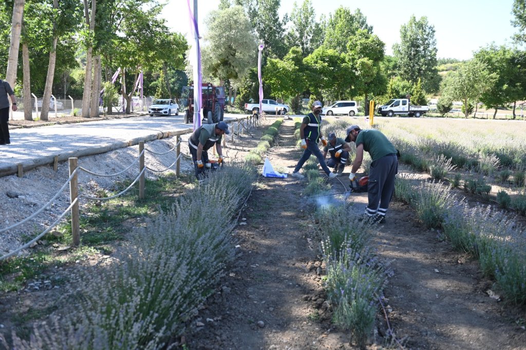 Lavanta bahçesinde ilk hasat
