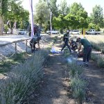 Lavanta bahçesinde ilk hasat