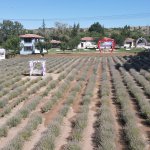 Lavanta bahçesinde ilk hasat