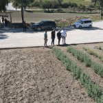 Lavanta bahçesinde ilk hasat