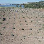 Lavanta bahçesinde ilk hasat