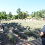 Lavanta bahçesinde ilk hasat