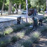 Lavanta bahçesinde ilk hasat