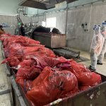 Tıbbi atıklar, çevre dostu tesiste bertaraf ediliyor