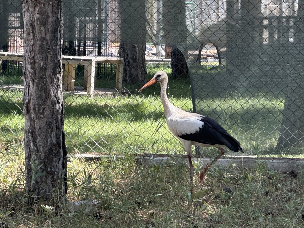 Çorum Belediyesi, yaralı leyleklere sahip çıkıyor