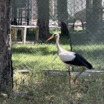 Çorum Belediyesi, yaralı leyleklere sahip çıkıyor