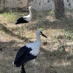 Çorum Belediyesi, yaralı leyleklere sahip çıkıyor