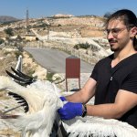 Çorum Belediyesi, yaralı leyleklere sahip çıkıyor