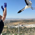 Çorum Belediyesi, yaralı leyleklere sahip çıkıyor