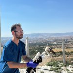 Çorum Belediyesi, yaralı leyleklere sahip çıkıyor