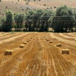 Buğday hasadından kalan saman, hayvanlara yem olacak