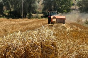 Buğday hasadından kalan saman, hayvanlara yem olacak