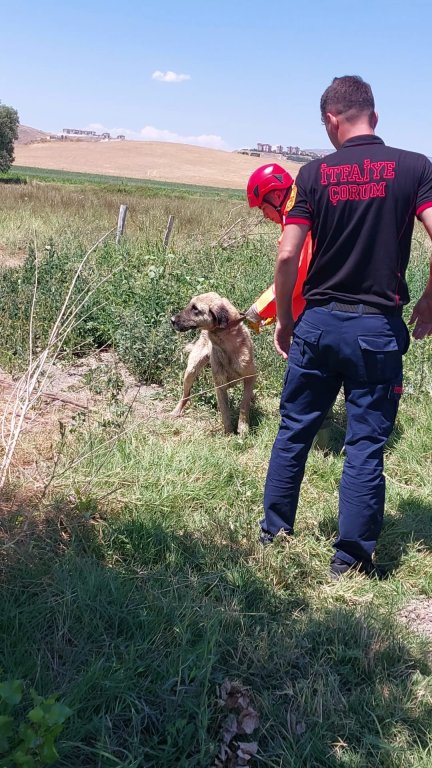 Su Kuyusuna Düşen Köpeği İtfaiye Ekipleri Kurtardı