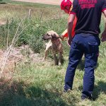 Su Kuyusuna Düşen Köpeği İtfaiye Ekipleri Kurtardı