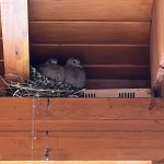 Belediye, yuvadaki kuşlar için tamiratı erteledi