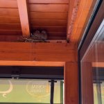 Belediye, yuvadaki kuşlar için tamiratı erteledi