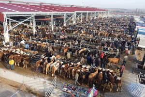 Çorum'da hayvan pazarı geçici olarak kapatıldı