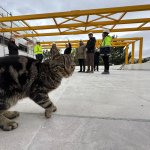 Sokak hayvanları problem olmaktan çıkacak