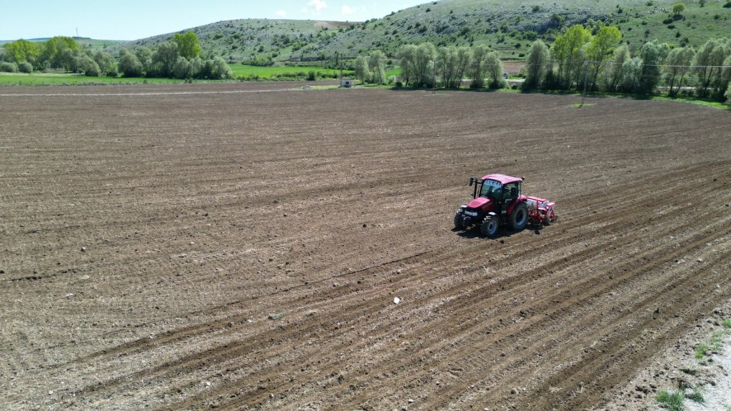 Çorum Belediyesi, Ayçiçeği ekimine başladı