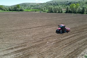 Çorum Belediyesi, Ayçiçeği ekimine başladı