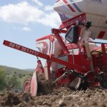 Çorum Belediyesi, Ayçiçeği ekimine başladı