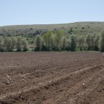 Çorum Belediyesi, Ayçiçeği ekimine başladı