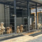 Çorum, Türkiye’nin gündeminde