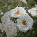 Çorum, Gül Bahçesine Dönüyor