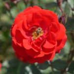 Çorum, Gül Bahçesine Dönüyor