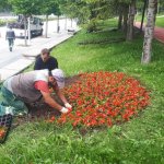 Çorum, Gül Bahçesine Dönüyor
