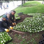 Çorum, Gül Bahçesine Dönüyor