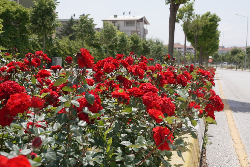 Çorum, Gül Bahçesine Dönüyor
