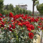 Çorum, Gül Bahçesine Dönüyor