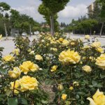 Çorum, Gül Bahçesine Dönüyor
