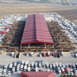 Hayvan Pazarında Bayram Mesaisi Başladı